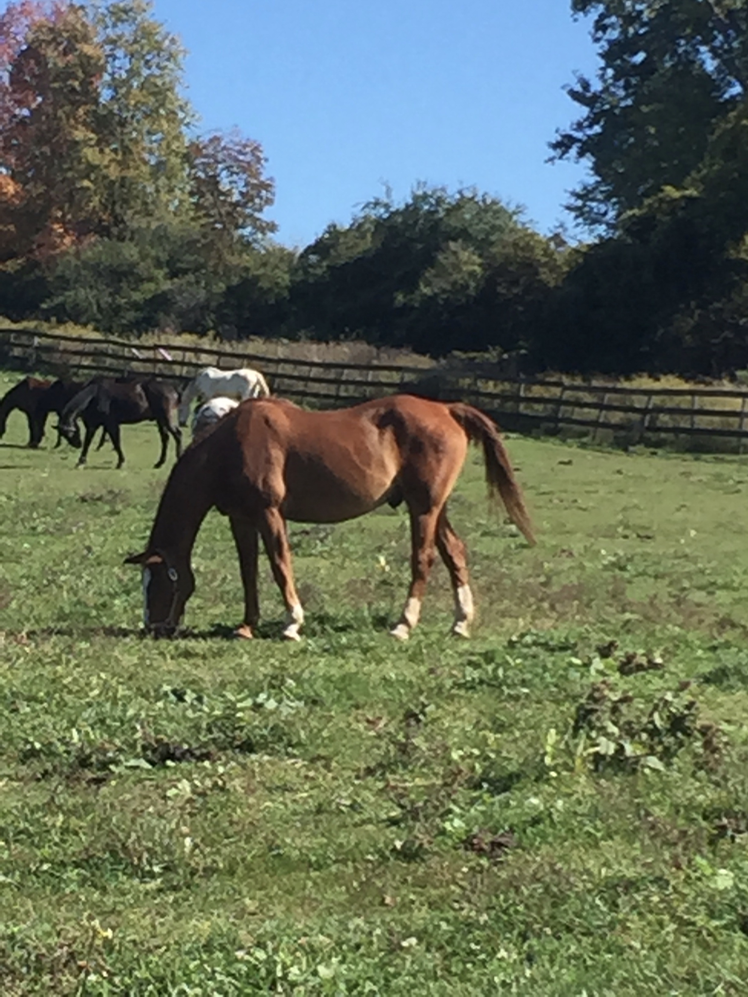 horse_retirement_boarding.jpg