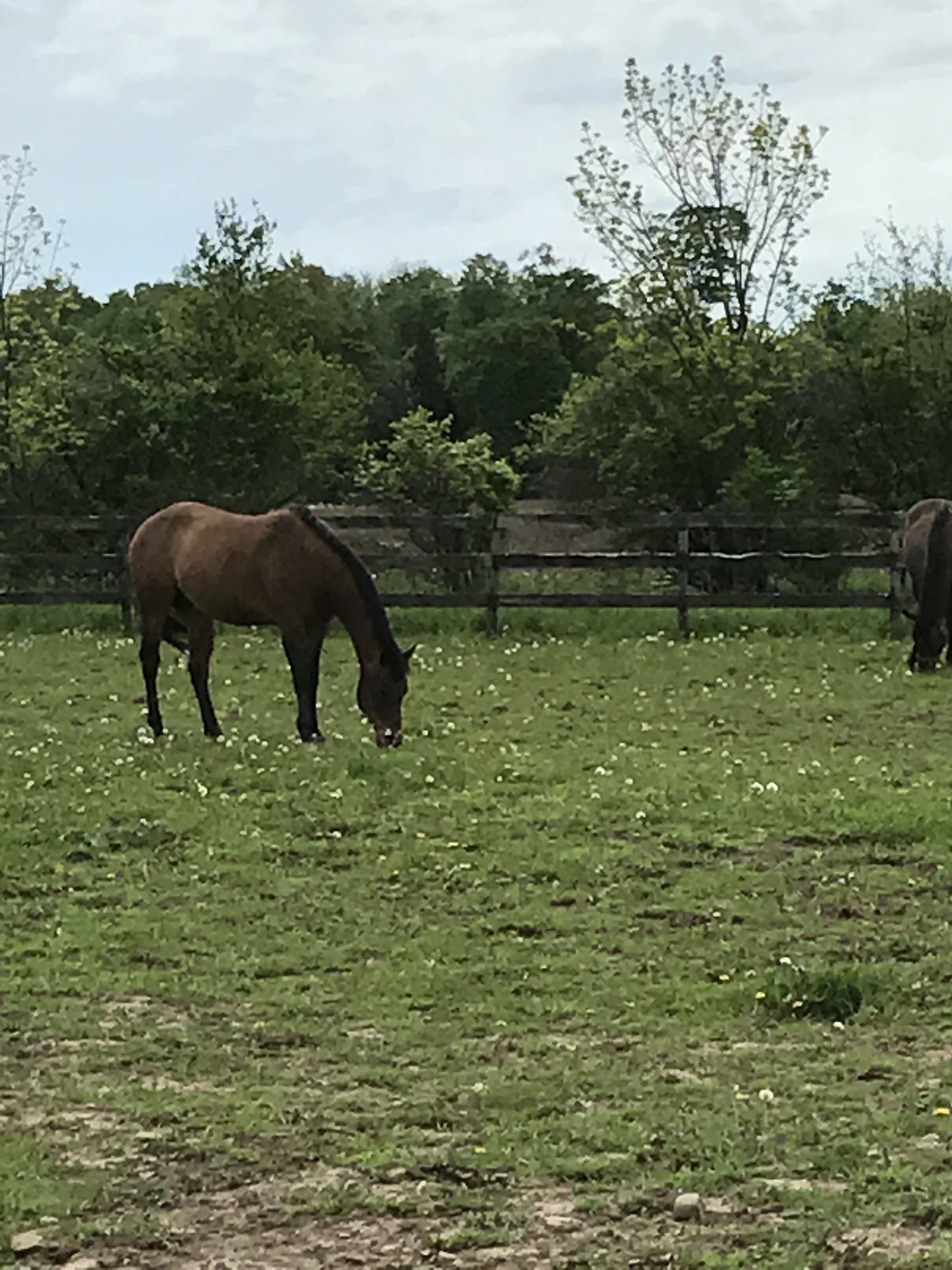 retirement_boarding_pasture.jpg